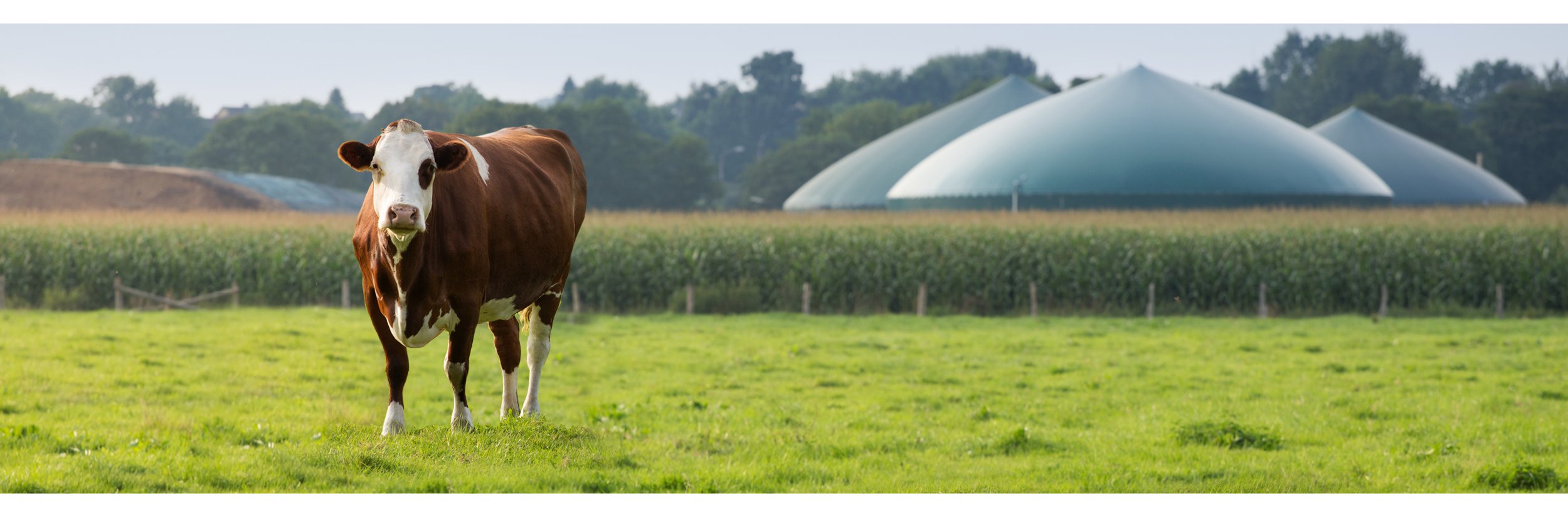 Eine Kuh steht vor einer Biogasanlage, auf der Weide